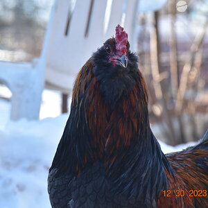 2024—Winter on the Farm Photo Contest 110.jpg