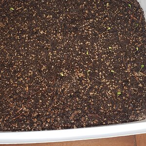 First Kale seedlings of 2024