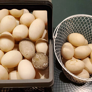 February 2024 egg harvest