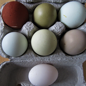 Natural Egg Photo Contest 1.png