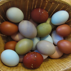 Natural Egg Photo Contest 2.png