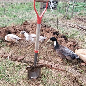 Digging up the rhubarb bed