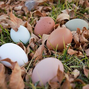 Natural Egg Photo Contest 7.jpg