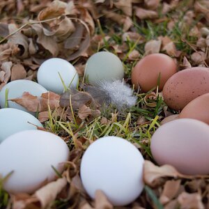 Natural Egg Photo Contest 8.jpg