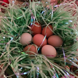 Natural Egg Photo Contest 9.jpg