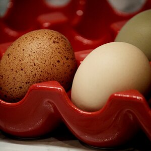 Natural Egg Photo Contest 13.jpg