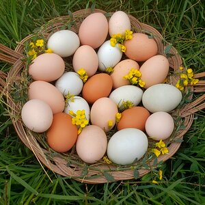 Natural Egg Photo Contest 15.jpg