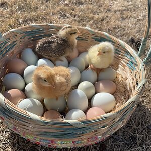 Natural Egg Photo Contest 16.jpg