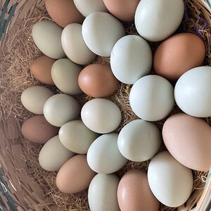 Natural Egg Photo Contest 17.jpg