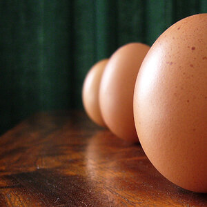 Natural Egg Photo Contest 19.jpg