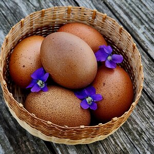 Natural Egg Photo Contest 25.jpg