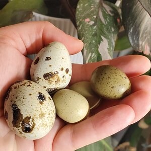 Natural Egg Photo Contest 26.jpg