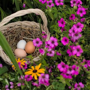 Natural Egg Photo Contest 27.jpg