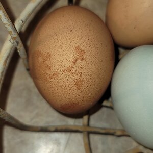Natural Egg Photo Contest 29.jpg