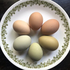 Natural Egg Photo Contest 32.jpg