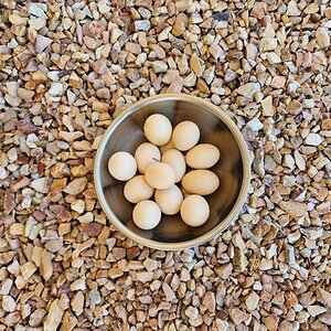 Natural Egg Photo Contest 33.jpg