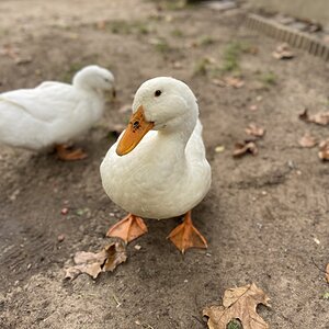 ducks.jpeg