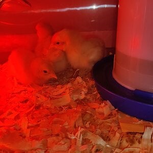 buff orphington chicks