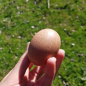 Natural Egg Photo Contest 49.jpg