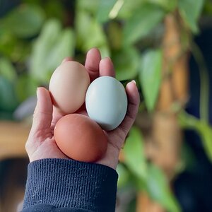 Natural Egg Photo Contest 50.jpg