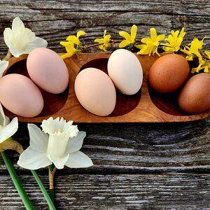 Natural Egg Photo Contest 51.jpg