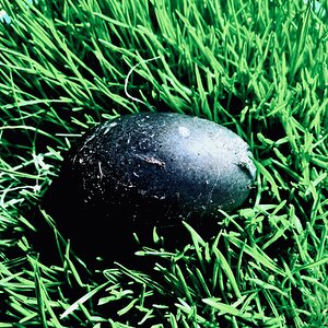 Natural Egg Photo Contest 53.jpg