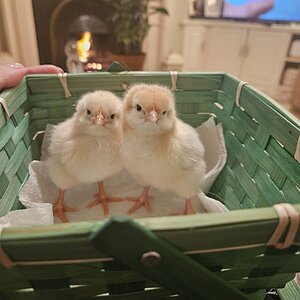 Cutest Baby Fowl Photo Contest 149.jpg