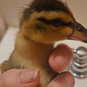 Mallard Duckling