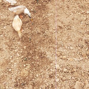 Ducks evaluate the first row of planted potatoes