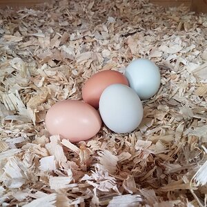 Natural Egg Photo Contest 54.jpg
