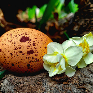 Natural Egg Photo Contest 55.jpg