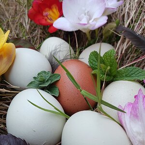Natural Egg Photo Contest 56.jpg