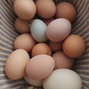 Natural Egg Photo Contest 57.jpg
