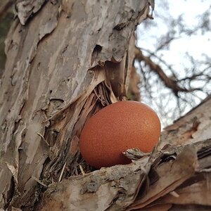 Natural Egg Photo Contest 59.jpg
