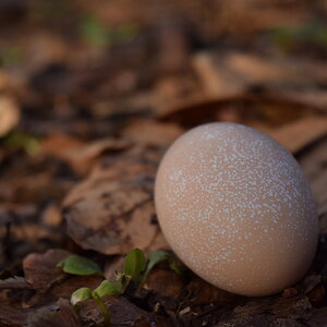 Natural Egg Photo Contest 65.jpg