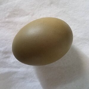 Natural Egg Photo Contest 68.jpg