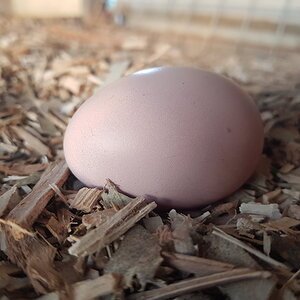 Natural Egg Photo Contest 75.jpg