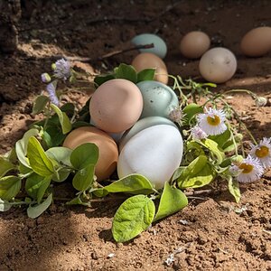 Natural Egg Photo Contest 77.jpg