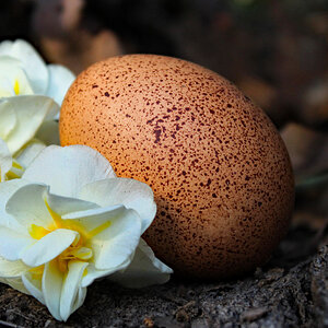 Natural Egg Photo Contest 78.jpg