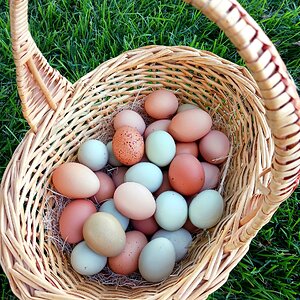 Natural Egg Photo Contest 79.jpg