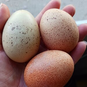 Natural Egg Photo Contest 80.jpg