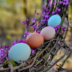Natural Egg Photo Contest 81.jpg