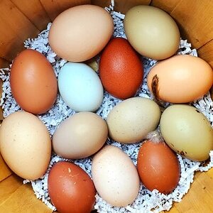 Natural Egg Photo Contest 82.jpg