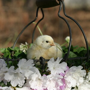 Cutest Baby Fowl Photo Contest 200.jpg