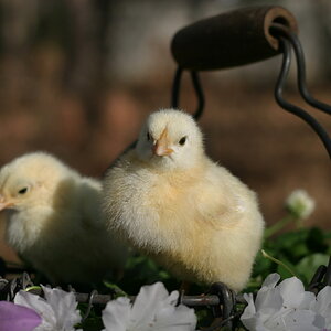 Cutest Baby Fowl Photo Contest 201.jpg