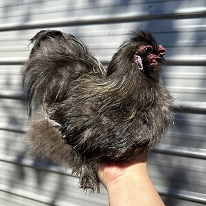 Batman Silky rooster