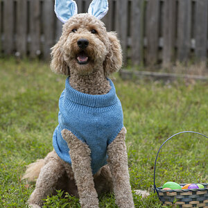 Amazing Easter Animal Photo Contest 8.jpg