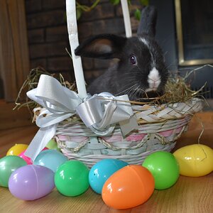 Amazing Easter Animal Photo Contest 13.jpg