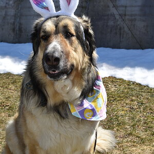 Amazing Easter Animal Photo Contest 16.jpg