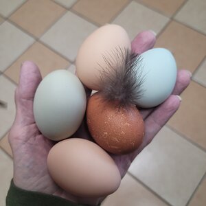 Natural Egg Photo Contest 92.jpg